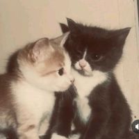 suara asli - Whoiam?