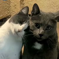 suara asli - ~Adetaaa🌸✨