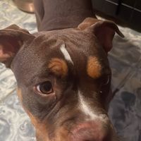 asha.la.gordita