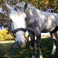 rodion_gdshgf44y43ry