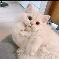 original sound - faarah908