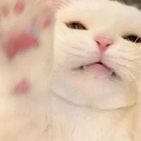 o0lew