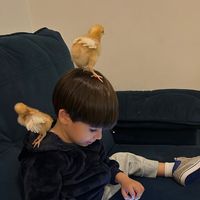 baby.henrique.amorim