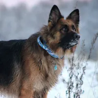original sound - mukhtar_dog