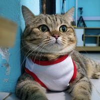 salmon.meoww