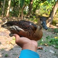 kertonyonno