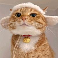 suara asli