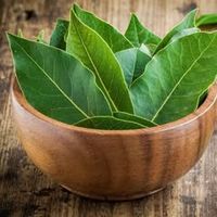 suara asli - Daun Salam