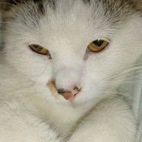 suara asli