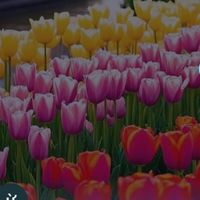 nhạc nền - Cu cậu ala 🌹🫧