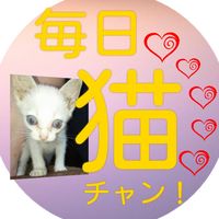 zubora_neko