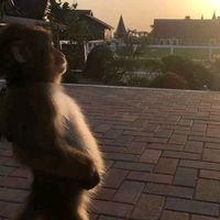 original sound - yui