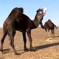 morad_albarasi