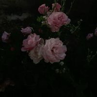 3uqiber