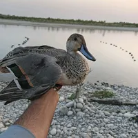 original sound - ducks_hunting_1