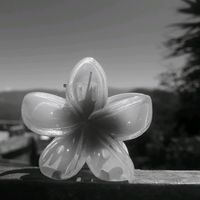 _la_solitaria