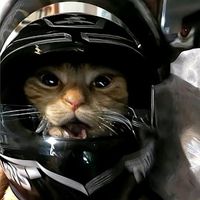 suara asli - yerx