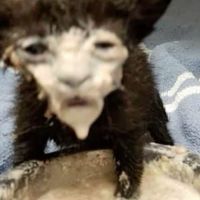 original sound - yana