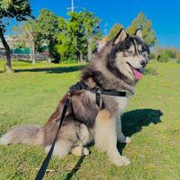 zorohusky5