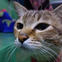 original sound - Mist