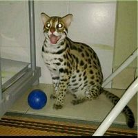 original sound - addean72