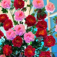 nhạc nền - (•‿•)TĨNH LĂNG(•‿•)