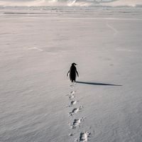 suara asli - MOODKU-