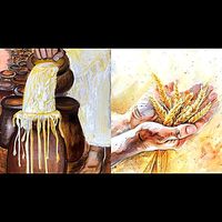 meesterstemprofetiefruit