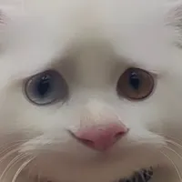 original sound - meaow_maria