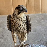 ra_hifalsham10aliih2