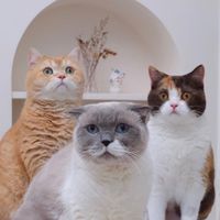 เสียงต้นฉบับ - ชิเอลแมวมึน 😺