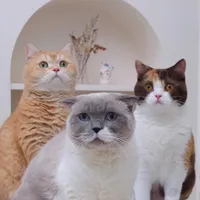 original sound - cielmeowmun