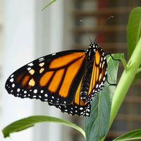 that_monarch_spirit