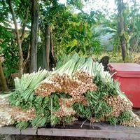 សំឡេងដើម - ម៉ាក់ ដានីកា