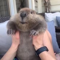 nutriaiscute