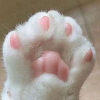 оригинальный звук - MeowMeow