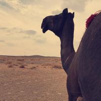 الصوت الأصلي