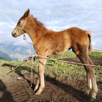 оригинальный звук