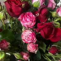 original sound - s6808587