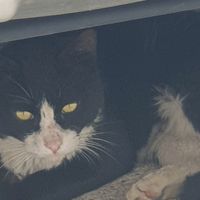 오리지널 사운드 - 뺨뺨