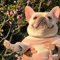 原声 - 楽楽 🐶