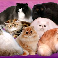 mylovecattery