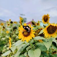 suara asli - Artsy Garden