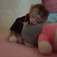 soymonky0