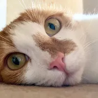 original sound - vita_svkl