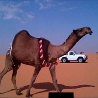 الصوت الأصلي