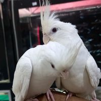 kingdomofbirds3