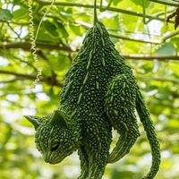 nhạc nền - lúc siab mob