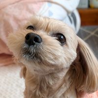 オリジナル楽曲 - ヒナの日常