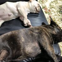 オリジナル楽曲 - MANA